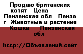 Продаю британских котят › Цена ­ 1 500 - Пензенская обл., Пенза г. Животные и растения » Кошки   . Пензенская обл.